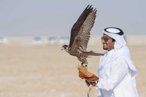 Falcon Tour In Qatar